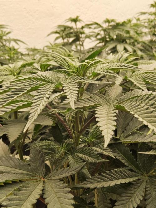 Freaky Cheese. Week 7