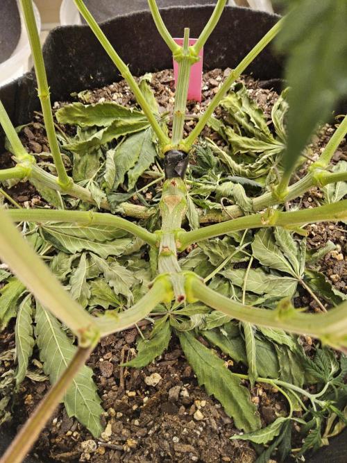 Freaky Cheese. Week 7