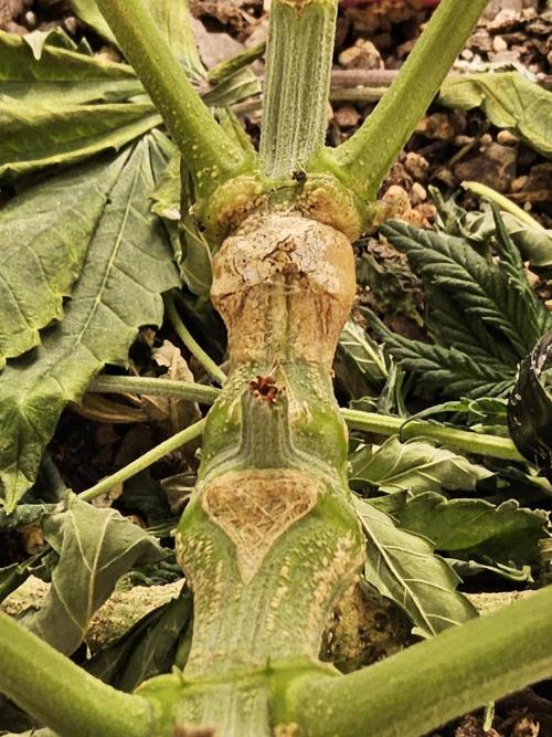 Freaky Cheese. Week 7