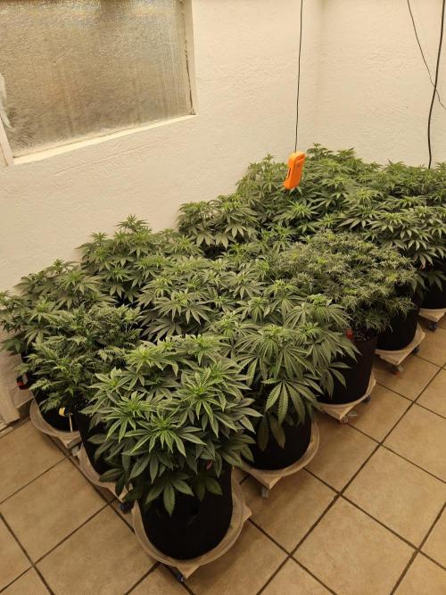 Freaky Cheese. Week 7