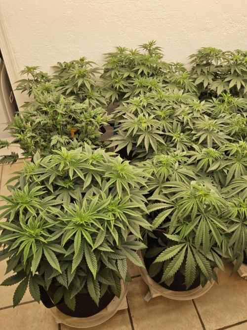 Freaky Cheese. Week 7