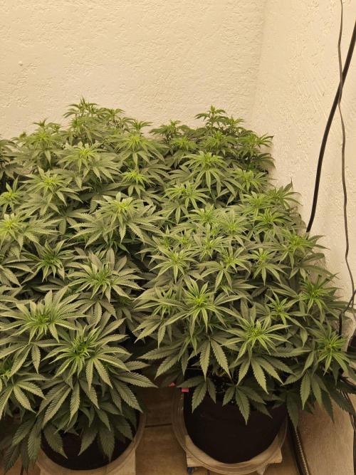 Freaky Cheese. Week 7