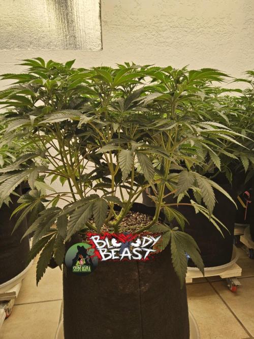 A Mafia Beast. Week 7