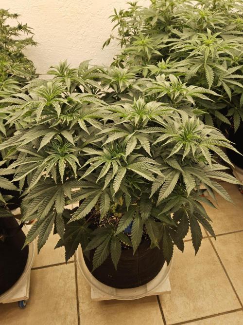 A Mafia Beast. Week 7