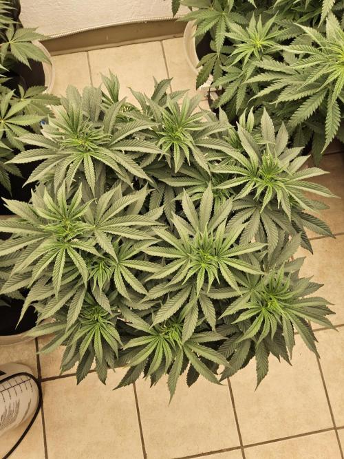 A Mafia Beast. Week 7