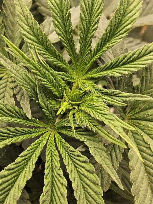 A Mafia Beast. Week 7