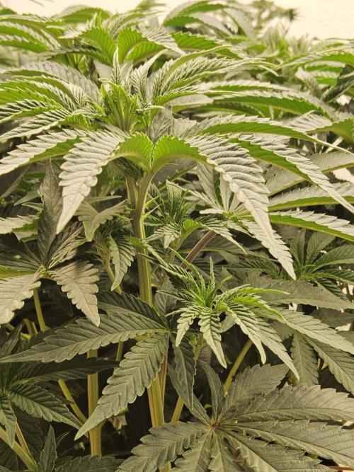 A Mafia Beast. Week 7