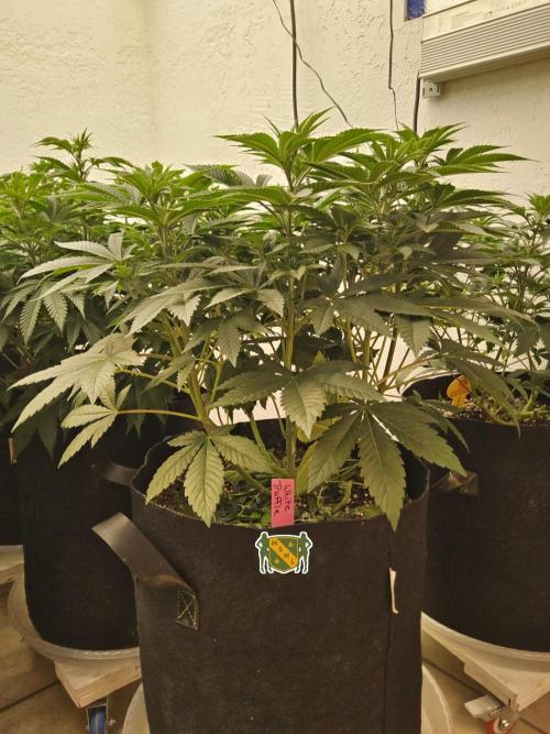 The Truffle of MSNL. Week 6