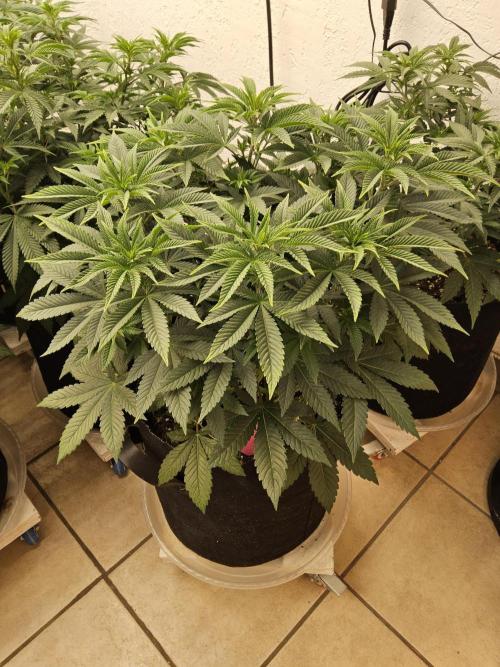 The Truffle of MSNL. Week 6