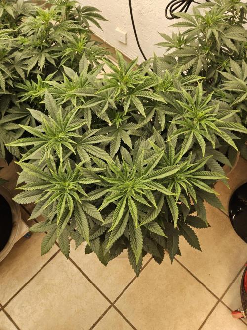 The Truffle of MSNL. Week 6