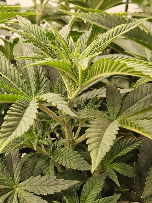 The Truffle of MSNL. Week 6