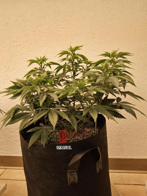 The Truffle of MSNL. Week 6