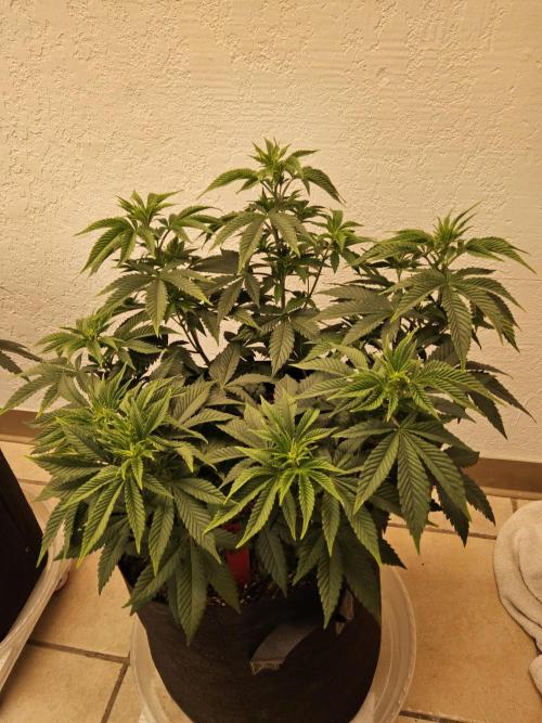 The Truffle of MSNL. Week 6