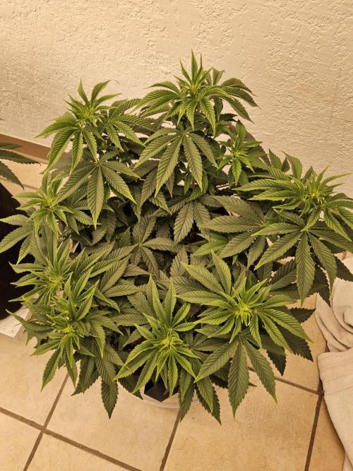 The Truffle of MSNL. Week 6