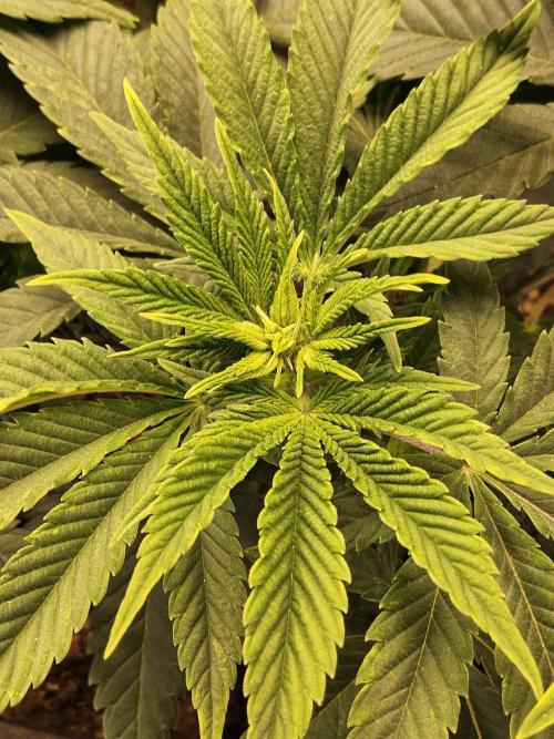 The Truffle of MSNL. Week 6