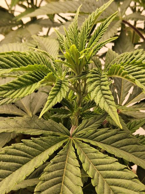 The Truffle of MSNL. Week 6