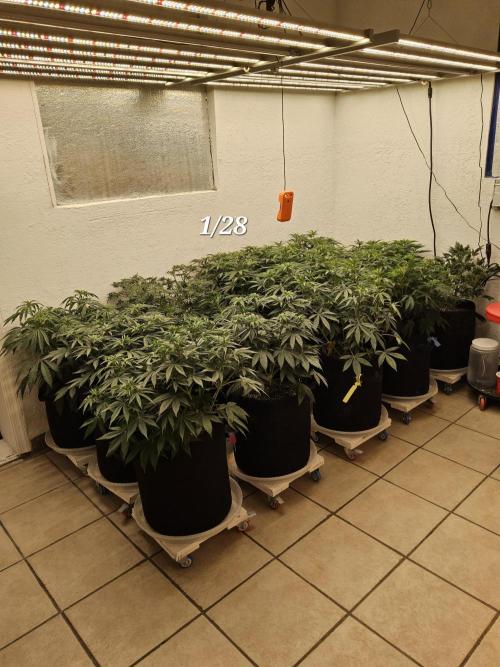 The Truffle of MSNL. Week 6