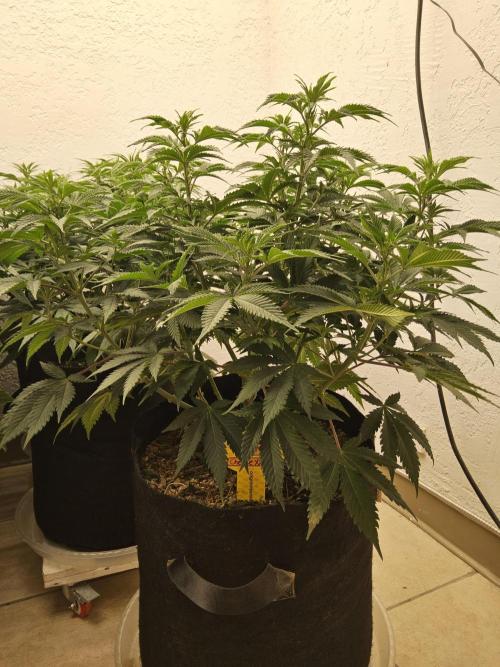 Original XXL. Week 7