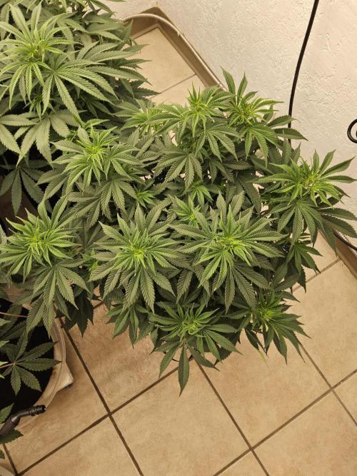 Original XXL. Week 7