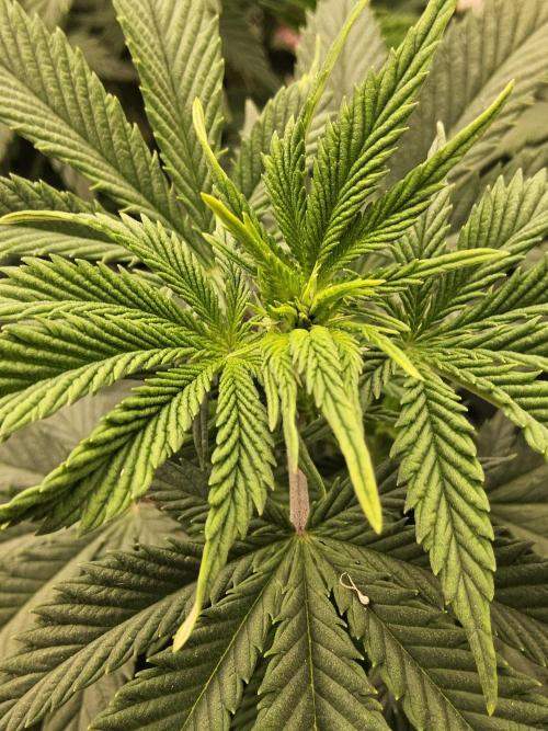 Original XXL. Week 7