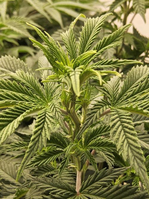 Original XXL. Week 7