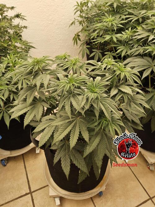 Seedsman Blood. Week 7