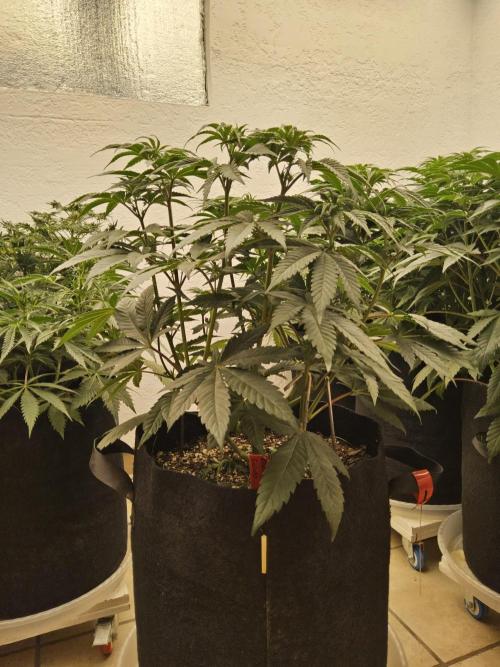 Seedsman Blood. Week 7