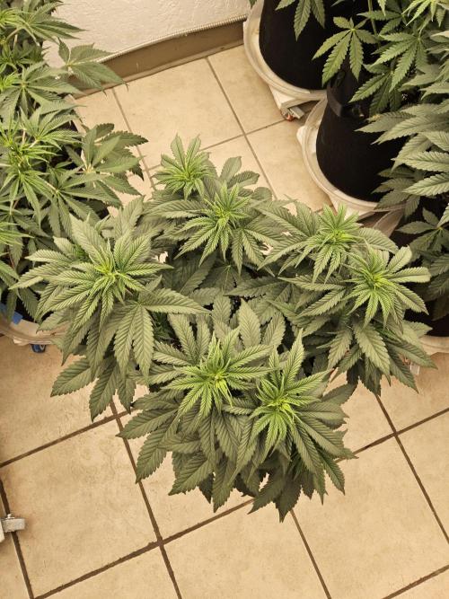 Seedsman Blood. Week 7