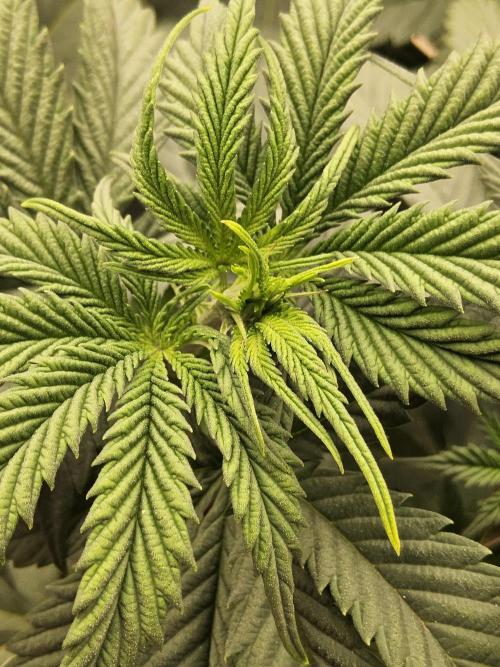 Seedsman Blood. Week 7