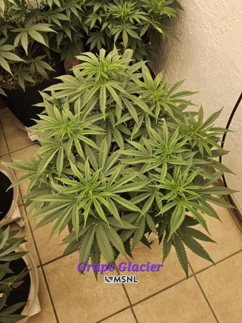 Grape Glacier. Week 6