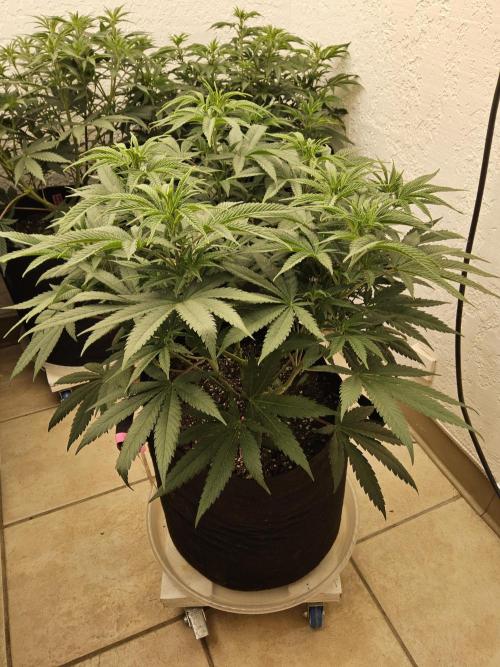 Grape Glacier. Week 6