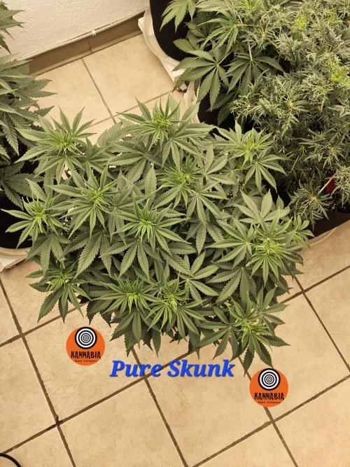 Pure go fast. Week 6