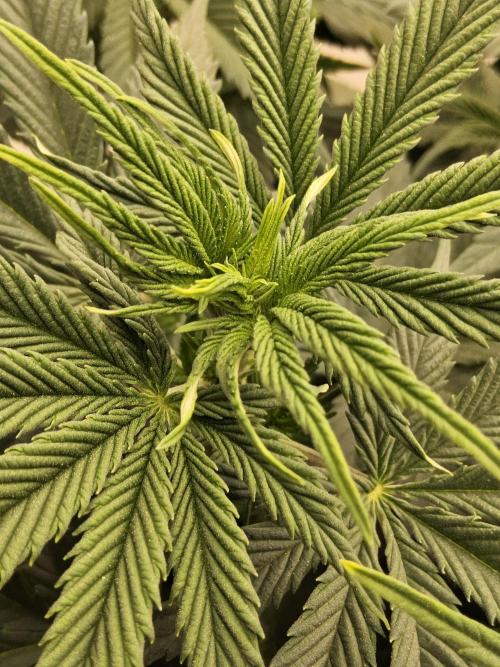 Pure go fast. Week 6