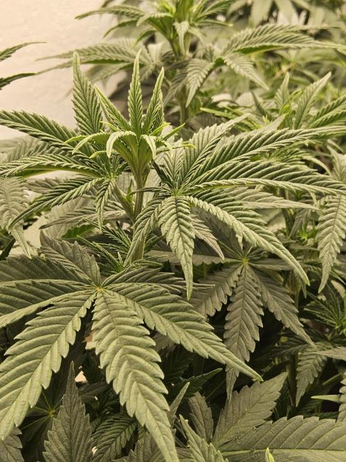 Pure go fast. Week 6