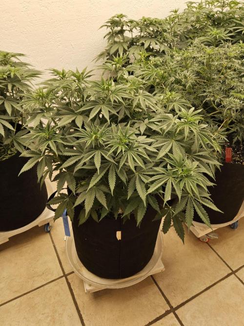 Pure go fast. Week 6