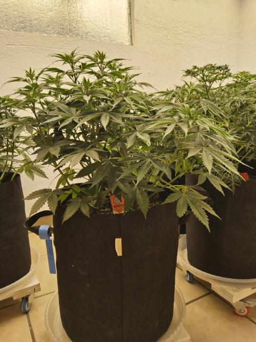 Pure go fast. Week 6