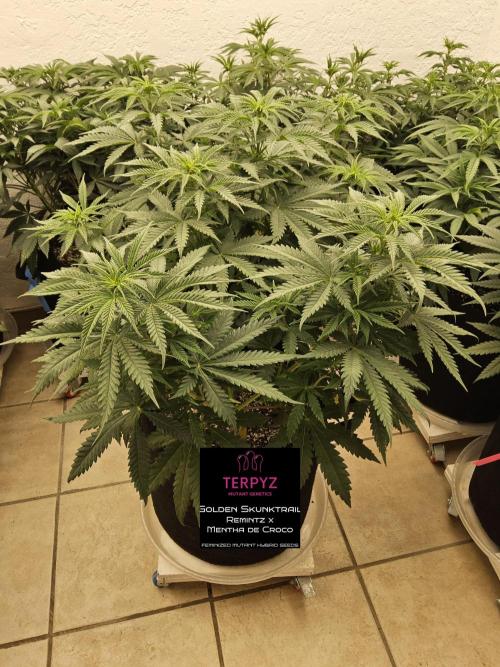 Freaky Skunk. Week 7