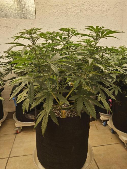 Freaky Skunk. Week 7