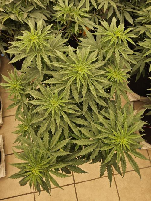 Freaky Skunk. Week 7