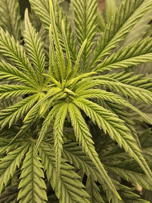 Freaky Skunk. Week 7