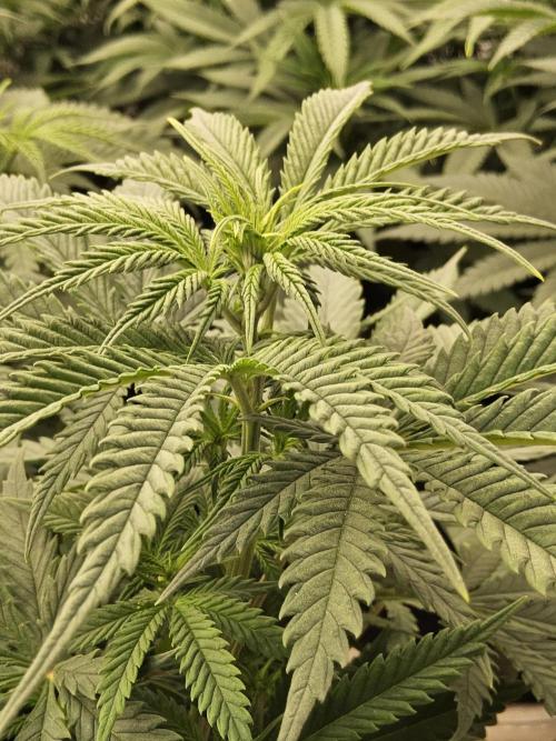 Freaky Skunk. Week 7