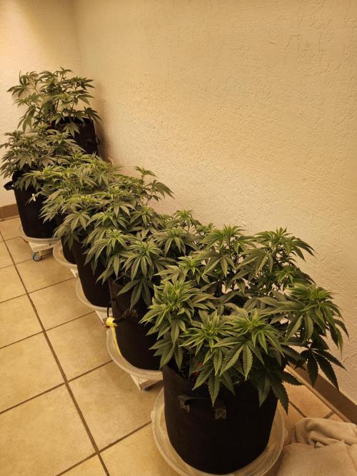 Freaky Skunk. Week 7