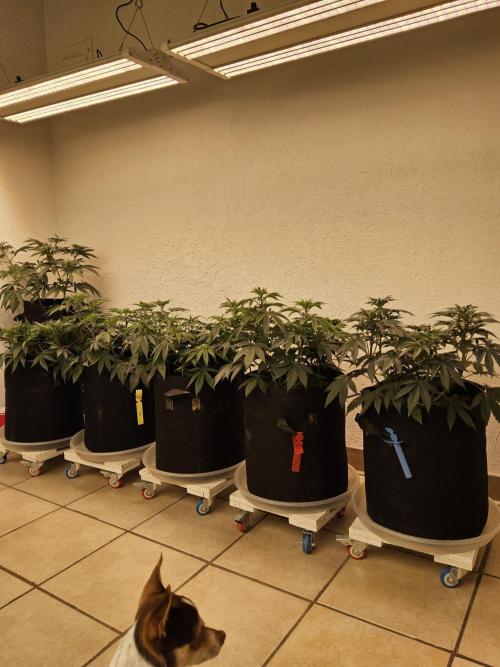 Freaky Skunk. Week 7