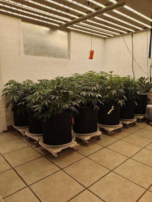 Freaky Skunk. Week 7