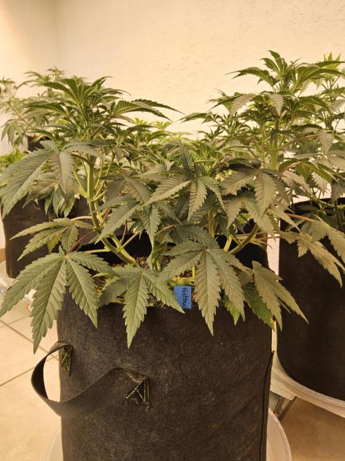 Fast Mystery. Week 7