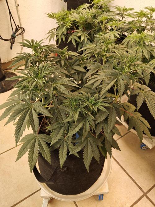 Fast Mystery. Week 7