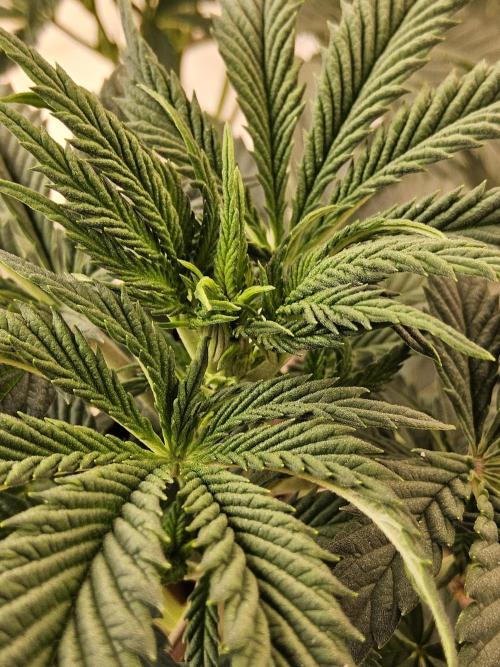 Fast Mystery. Week 7