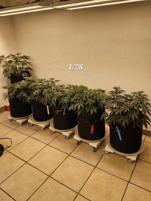 Fast Mystery. Week 7