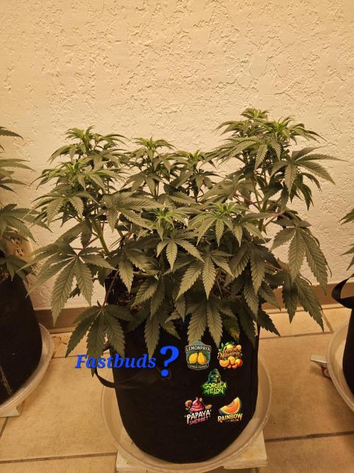 Fast Mystery. Week 8