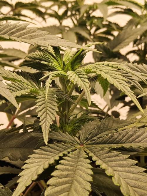 Fast Mystery. Week 8